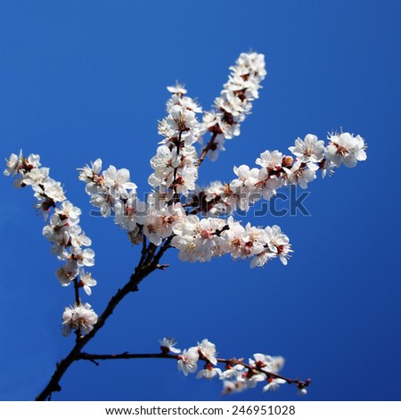 branch of a blossoming apricot against the blue sky