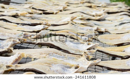 Dried fish, made by drying outdoor naturally under sunlight in Mekong delta, Vietnam