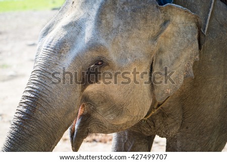 Close up view of elephant head