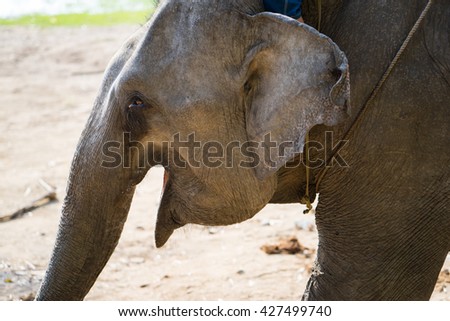 Close up view of elephant head