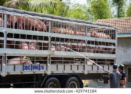 Phu Yen, Vietnam - Mar 31, 2016: Pigs for food in truck are having bath to avoid the hot during transportation on 1A national highway in Phu Yen province
