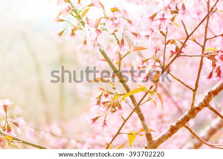 season of spring essays About spring season essay in india: spring is actually the simplest season of the year most of the individuals are keen on this season. season of spring essays About spring season essay in india: spring is actually the simplest season of the year most of the individuals are keen on this season.