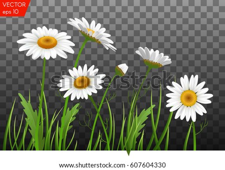 Summer meadow with realistic daisy, camomile flowers on transparent background. Vector illustration