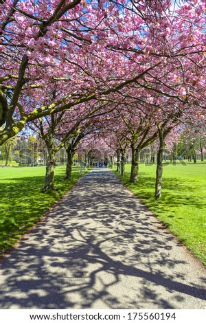 Rows Beautiful Cherry Trees Blossom Line Stock Photo 50259553 ...