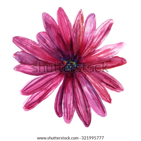 Watercolor Daisy Stock Photos, Royalty-Free Images & Vectors - Shutterstock