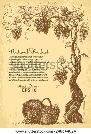 hand drawn vine with grapes, baskets and copy-paste space
