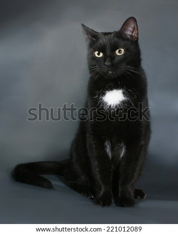 Nightflower of SC Stock-photo-black-cat-with-white-spot-sits-on-gray-background-221012089