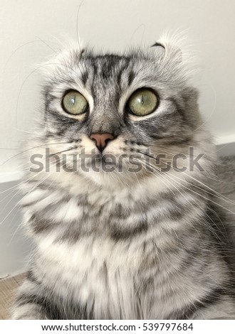 Download Gray Scale Closeup Portrait White Bengal Stock Vector 207900802 - Shutterstock