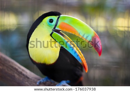Toucan open peak