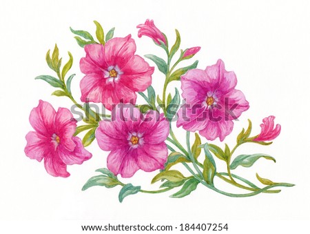 Watercolor painting of flowers, petunia on white background. - stock photo
