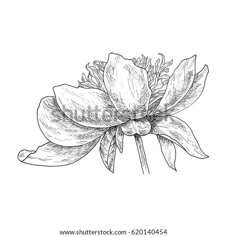 Magnolia Flower Drawing Sketch Black White Stock Vector 749058121 ...