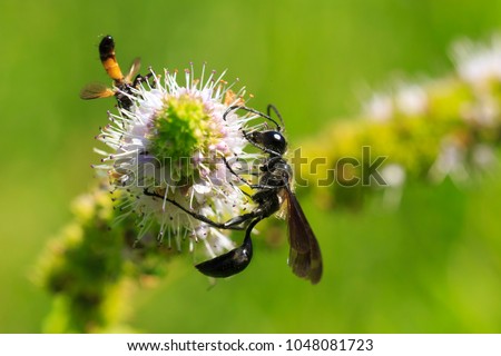Bộ sưu tập côn trùng 2 - Page 2 Stock-photo-strange-looking-insect-ammophila-sabulosa-the-red-banded-sand-wasp-feeding-on-a-white-flower-1048081723
