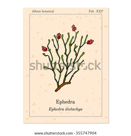 ephedrine the herb 50 e sinica seeds item :freshephedra sinica or ma huang the scarce leaves grow on slender cylindrical, yellow-green branches ma huang flowers in august . ephedrine the herb 50 e sinica seeds item :freshephedra sinica or ma huang the scarce leaves grow on slender cylindrical, yellow-green branches ma huang flowers in august .