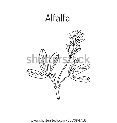 Alfalfa Stock Images, Royalty-Free Images & Vectors | Shutterstock