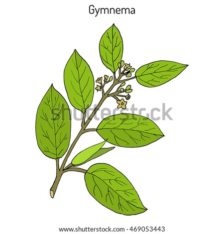 Research papers on gymnema sylvestre