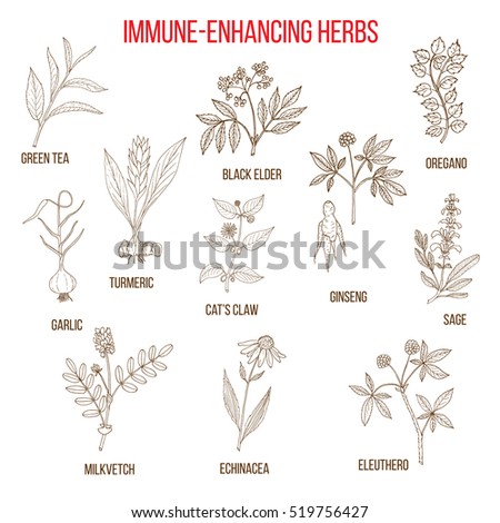 herbal medicine top 10