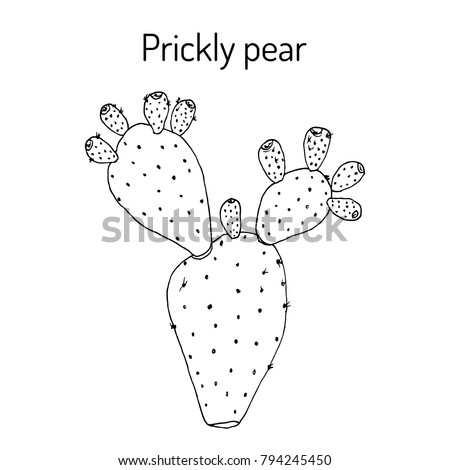 Prickly Pear Opuntia Ficusindica Indian Fig Stock Vector ...