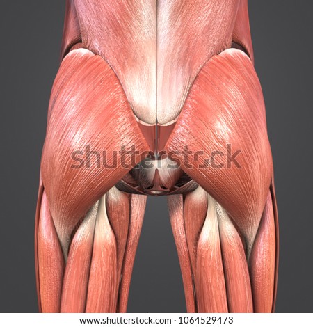 Hip Muscles Anatomy Posterior View 3 D Stock Illustration 1064529473