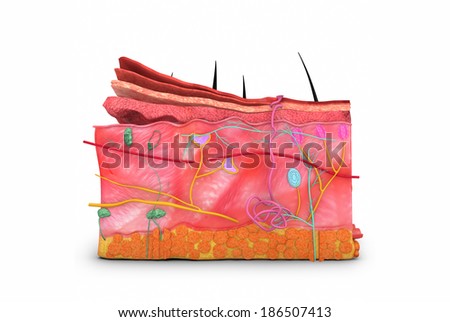 epidermis stock photo images 1 157 epidermis royalty free images and photography available to skin layers stock images royalty free images vectors epidermis stock photo images 1 157 epidermis royalty free images and photography available to skin layers stock images royalty free images vectors