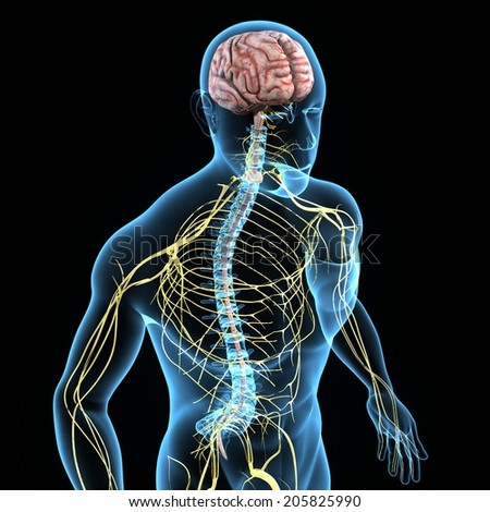 Nervous System Stock Illustration 205825990 - Shutterstock