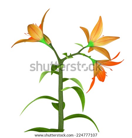 Angiosperms Stockfoto's rechtenvrije afbeeldingen en vectoren 