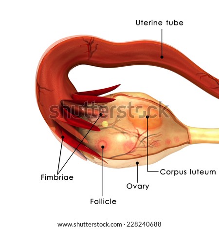 Female Reproductive Organs Diagram Stock Images, Royalty-Free Images