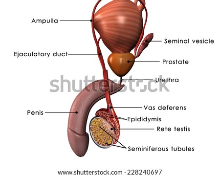 male reproductive system stock images, royalty-free images male reproductive system stock images, royalty-free images, Muscles