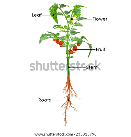 Motor Neuron Detailed Accurate Labeled Stock Illustration 73142533 ...