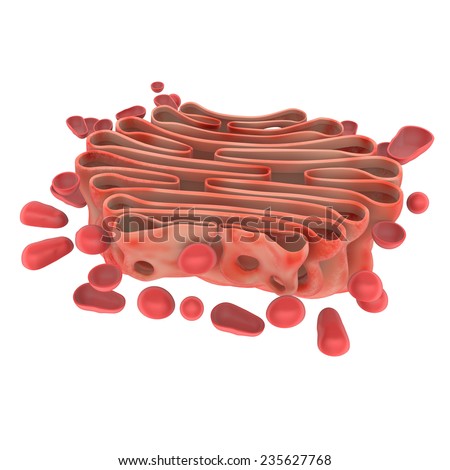 Golgi Stock Images; Royalty-Free Images & Vectors | Shutterstock