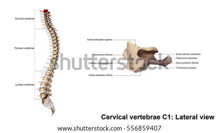 First Cervical Vertebra Or Atlas Stock Images, Royalty-Free Images ...