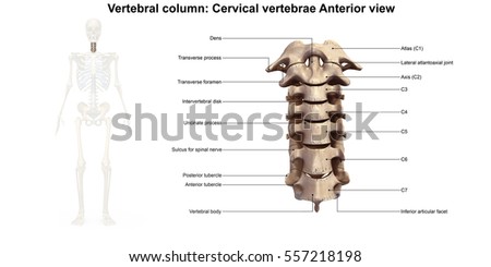 Cervical Spine Structure Vertebral Bones Cervical 스톡 일러스트레이션 415445710