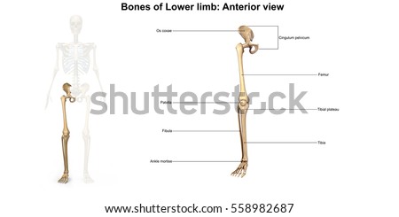 Human Leg Bones Stock Images, Royalty-Free Images & Vectors | Shutterstock