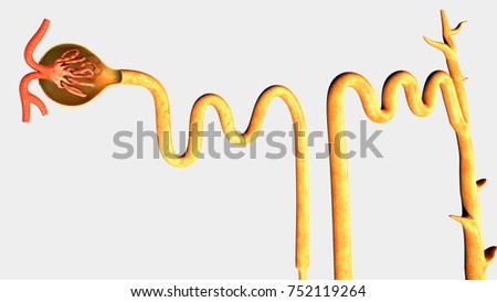 Nephron Stock Images, Royalty-Free Images & Vectors | Shutterstock