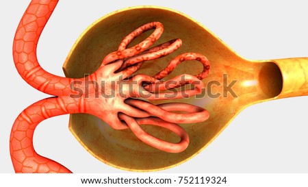 Nephron Stock Images, Royalty-Free Images & Vectors | Shutterstock