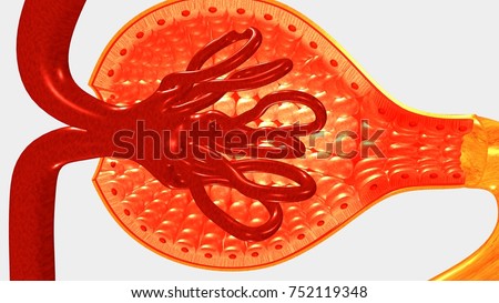 Nephron Stock Images, Royalty-Free Images & Vectors | Shutterstock