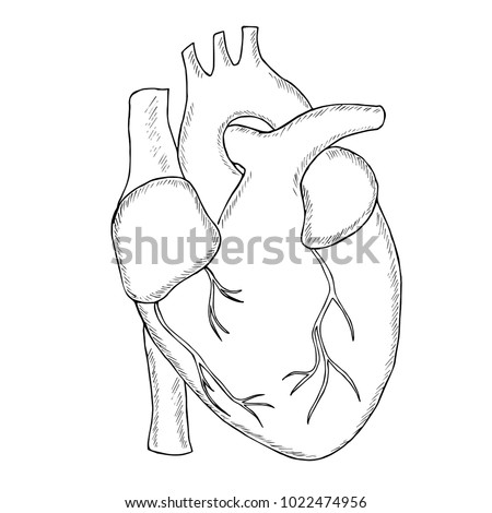 Engraving Hand Draw Human Heart Sketch Stock Vector 1022474956 ...