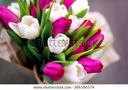 Ten white and ten pink tulips. The international Women's Day - on March 8. Tulips are laid out on a gray background in packing from paper.