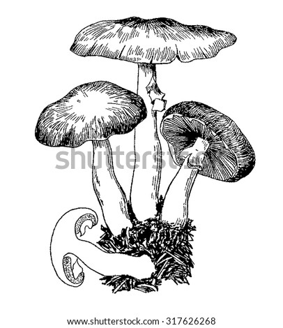 Mushroom Stock Photos, Royalty-Free Images & Vectors - Shutterstock
