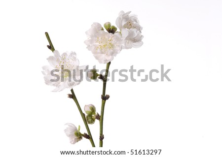 Branch cherry Blossom