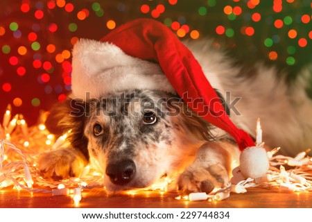 australian shepherd or border collie border collie australian shepherd mix dog stock photo 229051186 australian shepherd or border collie border collie australian shepherd mix dog stock photo 229051186