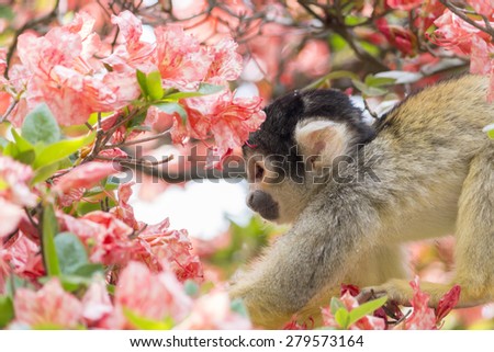 squirrel monkey essay squirrel monkey essay