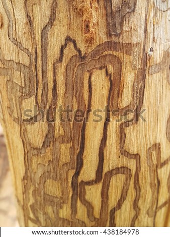 wood termites eat insects termite tree destruction caused traces shutterstock attack damage insect