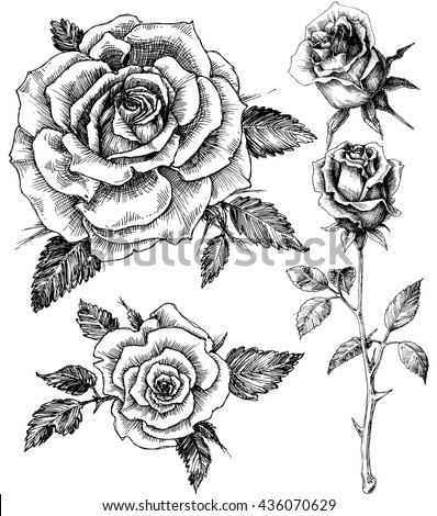 simple sketch a etch art Flowers 436070629 Vector Vector Set Hand Stock Rose Drawn