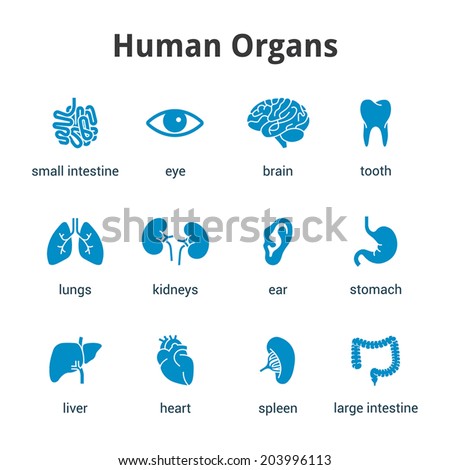 Small Intestine Stock Images, Royalty-Free Images & Vectors | Shutterstock