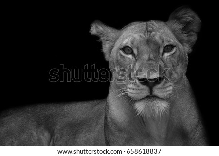 Lioness Stock Images, Royalty-Free Images & Vectors | Shutterstock