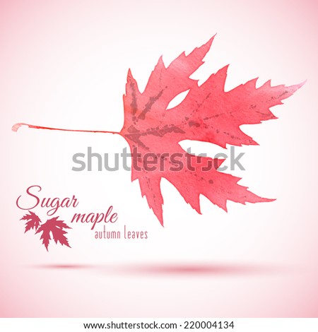 Watercolor red autumn leaf of Sugar maple (Acer saccharum). Vector illustration with badge.