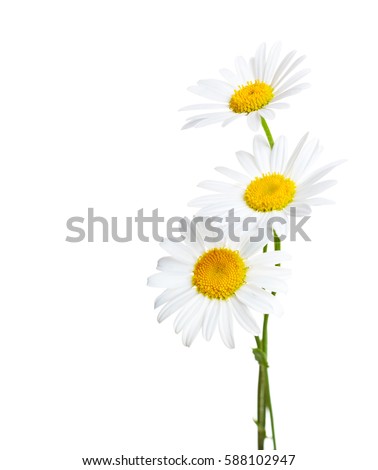 Three flowers of Chamomiles ( Ox-Eye Daisy ) isolated on a white background
