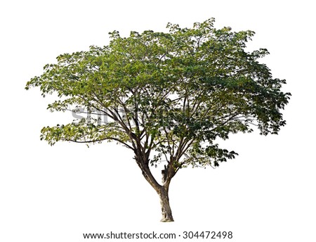 Green Oak Tree Isolated On White Stock Photo 105401888 - Shutterstock