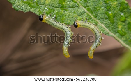 larva larvae sawfly nematus species leaf eating location close shutterstock vectors royalty netherlands