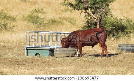 Cow - Feeding Time Cow - Feeding Time